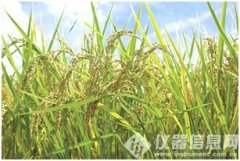 賽默飛(fēi)發布同時(shí)分(fēn)析大(dà)米中666種農(nóng)殘組分(fēn)的(de)GC-MS/MS解決方案..