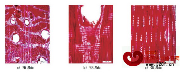 檀香紫檀木(mù)材微(wēi)觀構造照(zhào)片
