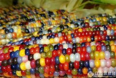農(nóng)業(yè)部：經過嚴格評估，中國(guó)轉基因食品安全