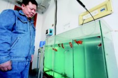 自(zì)來(lái)水(shuǐ)檢測106關卡 靠鯉魚驗水(shuǐ)質