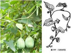 快(kuài)速檢測中草(cǎo)藥馬兜鈴酸方法問(wèn)世