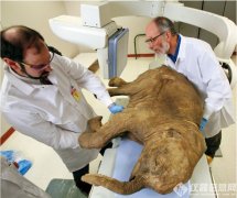 猛犸象将再生(shēng)？俄羅斯建立滅絕動物(wù)克隆實驗室
